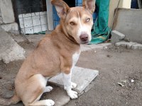 Yavru Husky