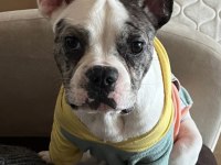 5. 5 AYLIK ERKEK FRENCH BULLDOG ÜCRETLİ