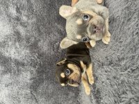 Exotic french bulldog yavrular