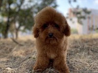 Red brown erkek toy poodle