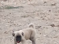 2 adet 6 aylık yavru Kangallar