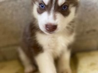 HUSKY YAVRULAR DİŞİ ERKEK