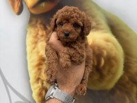 Toy Poodle Yavrularımız