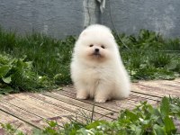 Teddy bear kar beyaz erkek 3 aylık pomeranian