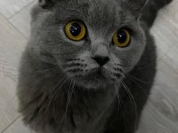 Gönüllü sahiplendirme british shorthair