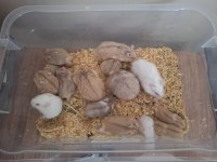 Ele Alışık Sağlıklı Gonzales Hamster Yavruları