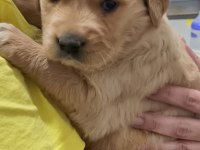 kendi golden retriever yavrumuz