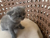 TOP KAFA HARİKA YAVRU KEDİLER