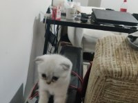 2 aylık scottish fold bluepoint yavruları