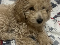 3 Aylık Toy Poodle