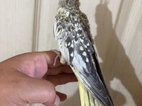 47 Günlük Kusursuz Bebek Sultan Papağanı