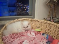 Orjinal british longhair erkek kedimiz