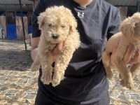 Dev poodle yavrularımız