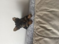 Safkan Minik prenses minik prens yorkshire terrier