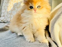 GOLDEN BRİTİSH LONGHAIR SAFKAN