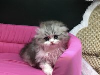 Scottish fold longhair yavrumuz