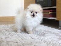 3 aylık dişi üst kalite minik Pomeranian boo yavrular