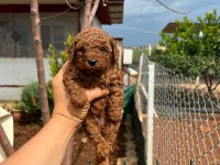 Red brown toy poodle