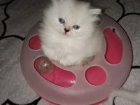 Secereli orjinal silver chinchilla yavrular