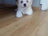 Erkek Maltese Yavrusu