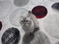 1 Yaşında Eğitimli Scottish Fold Prenses