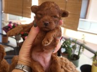 Red brown korekan ayı surat poodle yavrular