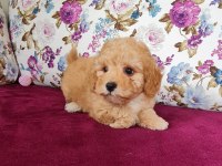 Sun Kennels Üretim Çiftliğinden Poodle Bebekler