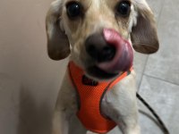2 yaşındaki melez yavru köpeğimize yuva arıyoruz