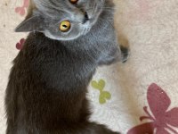 Acil sahiplendirilecek british shorthair
