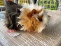 Guinea Pig Ler