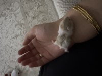 Hamster yavrularımıza yuva arıyoruz