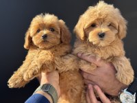 Çık özel Wc eğitimli kore maltipoo yavrularımız
