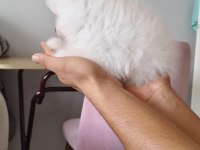 Pomeranian Boo Erkek Ve Dişi Yavrularımız