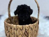 Siyah toy poodle yavrularımız