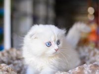 Prenses Silver NS1133 Scottish Fold Longhair 