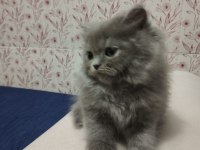 A KALİTE BRİTİSH LONGHAİR YAVRULAR