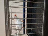 Ob White Erkek Kuşumuz