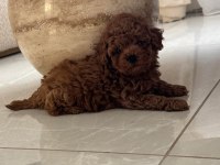 Toypoodle Orjinal Safkan Yavrularımız