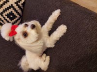 Orijinal maltese terrier 1 yaşında dişi