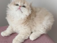 British Longhair Dişi Golden Yavru