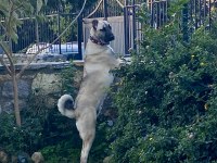Kangal Aslan Pusat İçin Hak Ettiği Bir Yuva