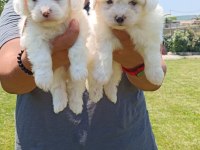 LEKESİZ MALTESE TERRİER YAVRULAR