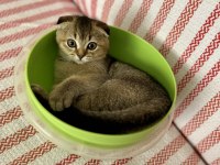 7 aylık scottish fold erkek