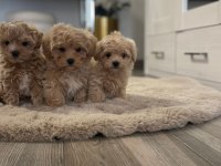 Maltipoo Sevimli Yavrularımız