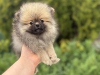 Üst kalite Pomeranian boo