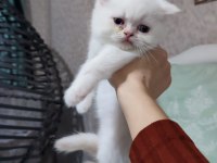 Bal tatlısı küçük exotic shorthair kızımız