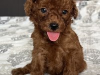 Red mini Poodle bebekler