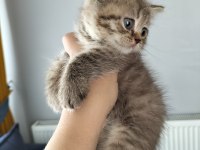 British shorthair silver point ve Brown tabby yavrular