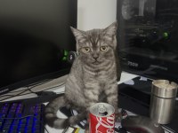 British Shorthair Anne ve Yavrusu
