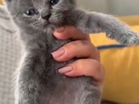Ponçik Kediler Yeni Yuvalarını Arıyor